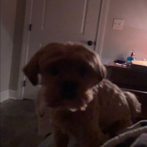 Meet your Posher, Thomas